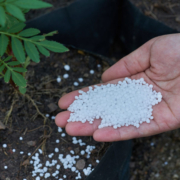 Urea