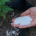 Urea